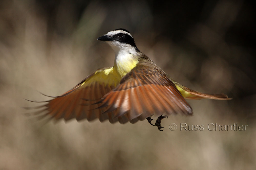 Great Kiskadee © Russ Chantler